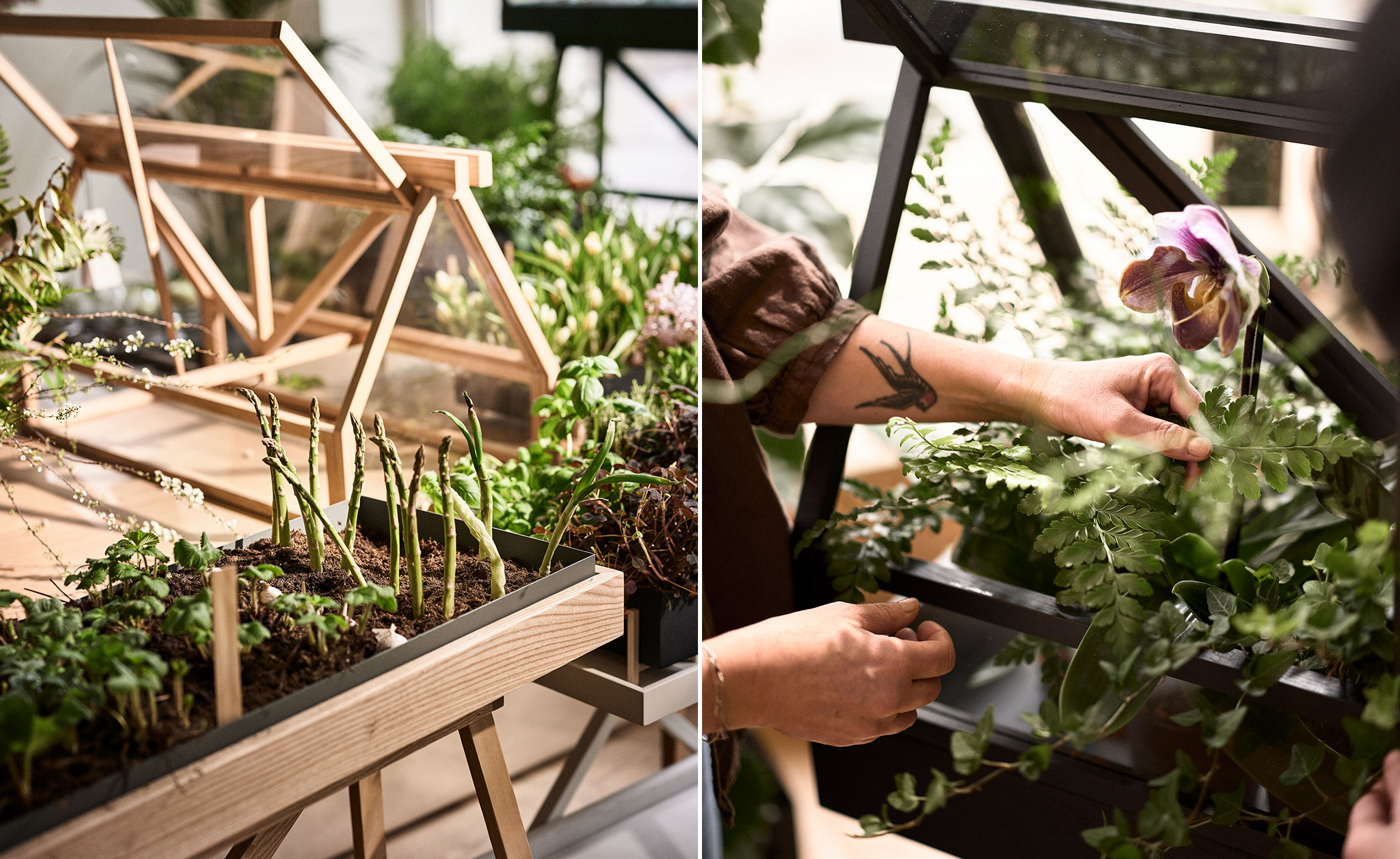 Greenhouse