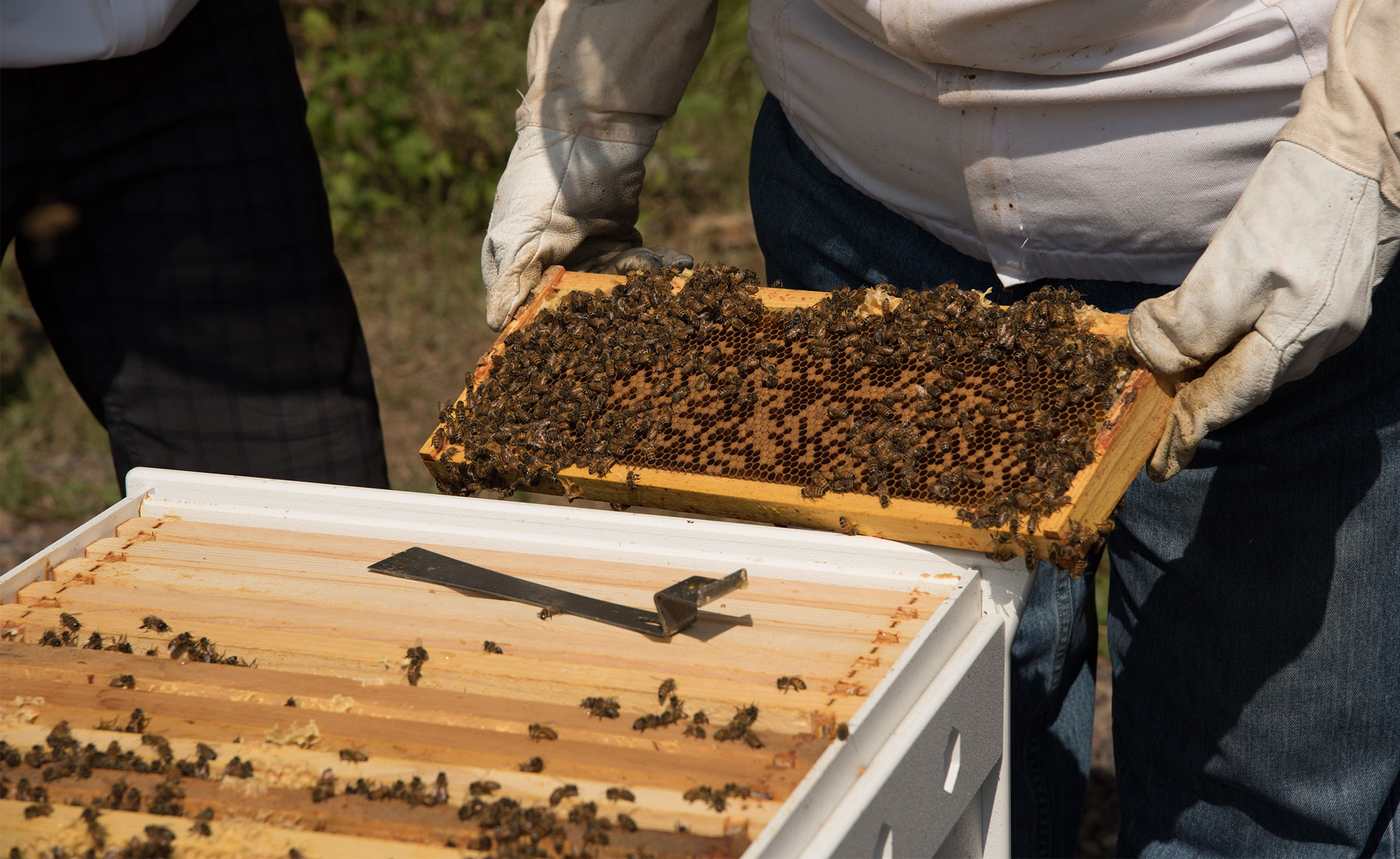 Bee Hive